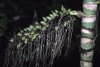 Areca macrocalyx