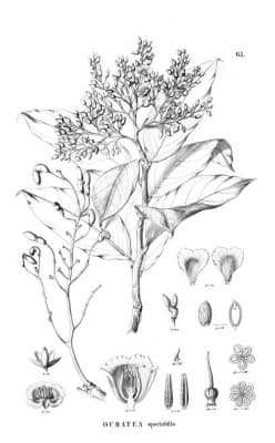 Ouratea spectabilis