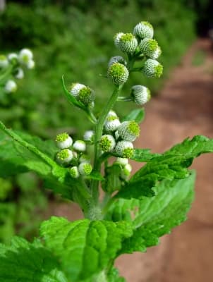 Dichrocephala integrifolia
