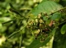 Pisonia umbellifera