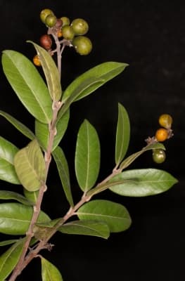 Ancylobothrys amoena