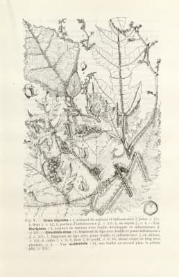 Laportea oligoloba