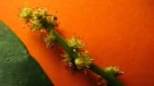 Richeria grandis
