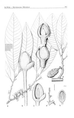 Myristica crassa