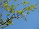 Acridocarpus excelsus