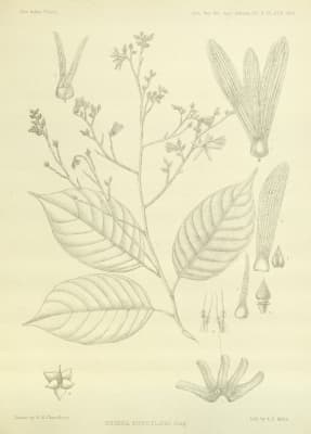 Shorea kunstleri