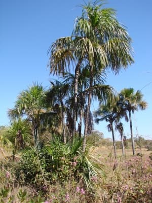 Mauritiella armata