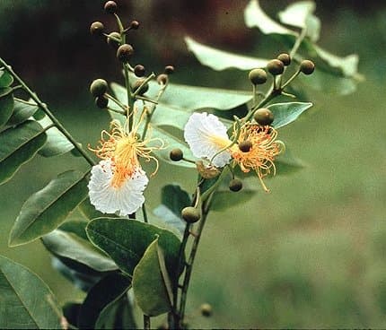 Bobgunnia fistuloides
