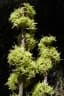 Brachylaena ramiflora