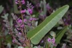 Hardenbergia violacea