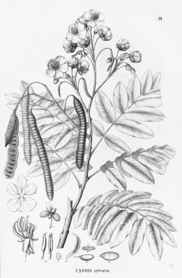 Senna silvestris
