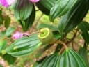 Tibouchina mutabilis