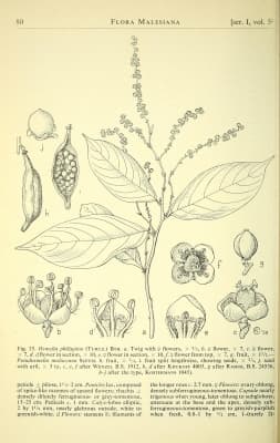 Osmelia philippina