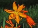 Crocosmia aurea
