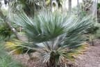 Copernicia ekmanii