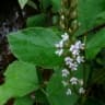 Neonotonia wightii