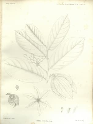 Desmos dumosus