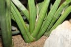 Sansevieria pearsonii
