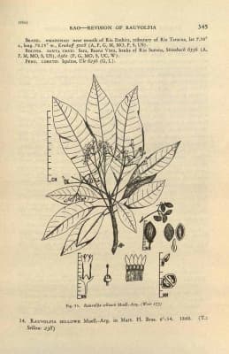 Rauvolfia sellowii