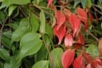 Syzygium canicortex