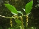 Styloceras laurifolium