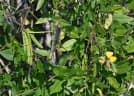 Vigna luteola