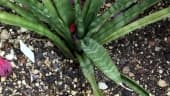 Sansevieria roxburghiana