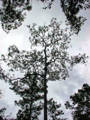 Dipterocarpus obtusifolius
