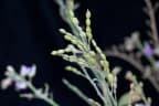 Desmodium tortuosum
