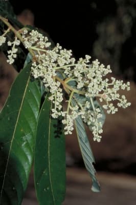 Cryptocarya murrayi