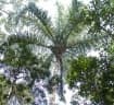Dypsis prestoniana