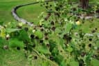 Abutilon grandifolium