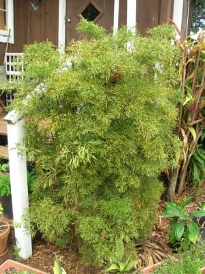 Polyscias fruticosa