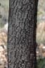 Alstonia constricta
