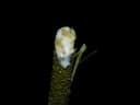 Aspidosperma rigidum