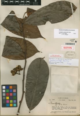 Guatteria scytophylla