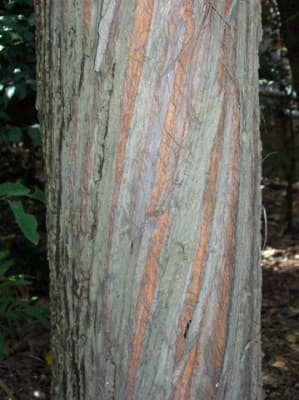 Syncarpia hillii