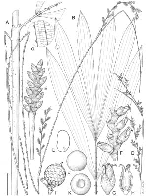 Calamus oresbius