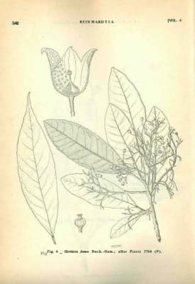 Heritiera fomes