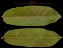 Ormosia amazonica