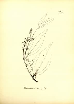 Cinnamomum mairei