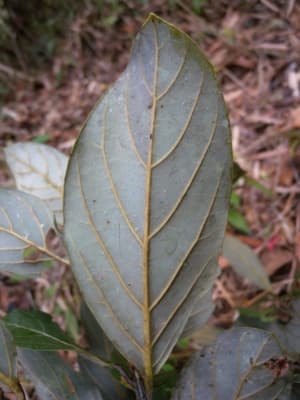 Beilschmiedia latifolia