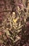 Cephalocroton mollis