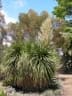Nolina longifolia