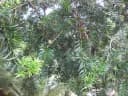 Podocarpus lambertii