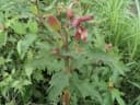 Clappertonia ficifolia