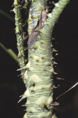 Calamus muricatus