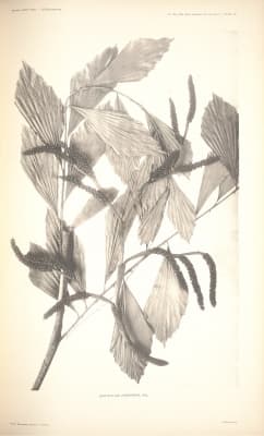 Korthalsia junghuhnii