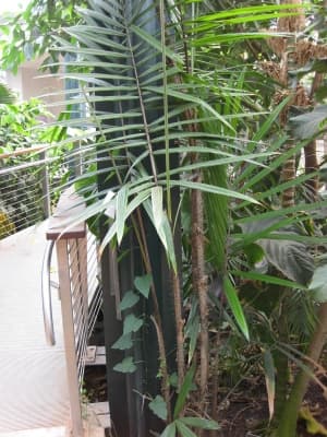 Calamus latifolius