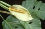 Monstera adansonii